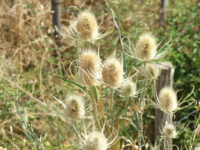 Dipsacus fullonum